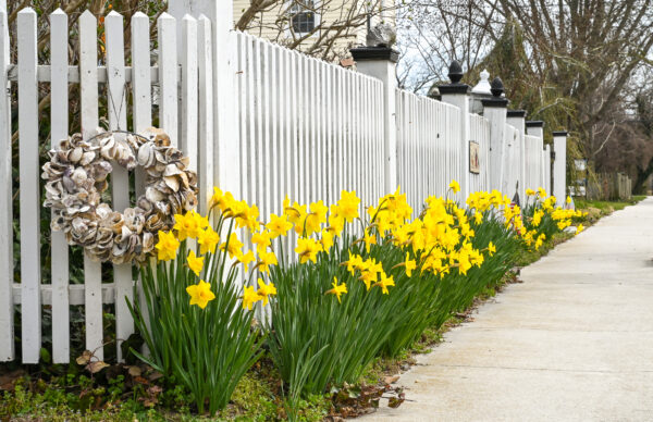 Daffodils along a sidewalk in West Cape May