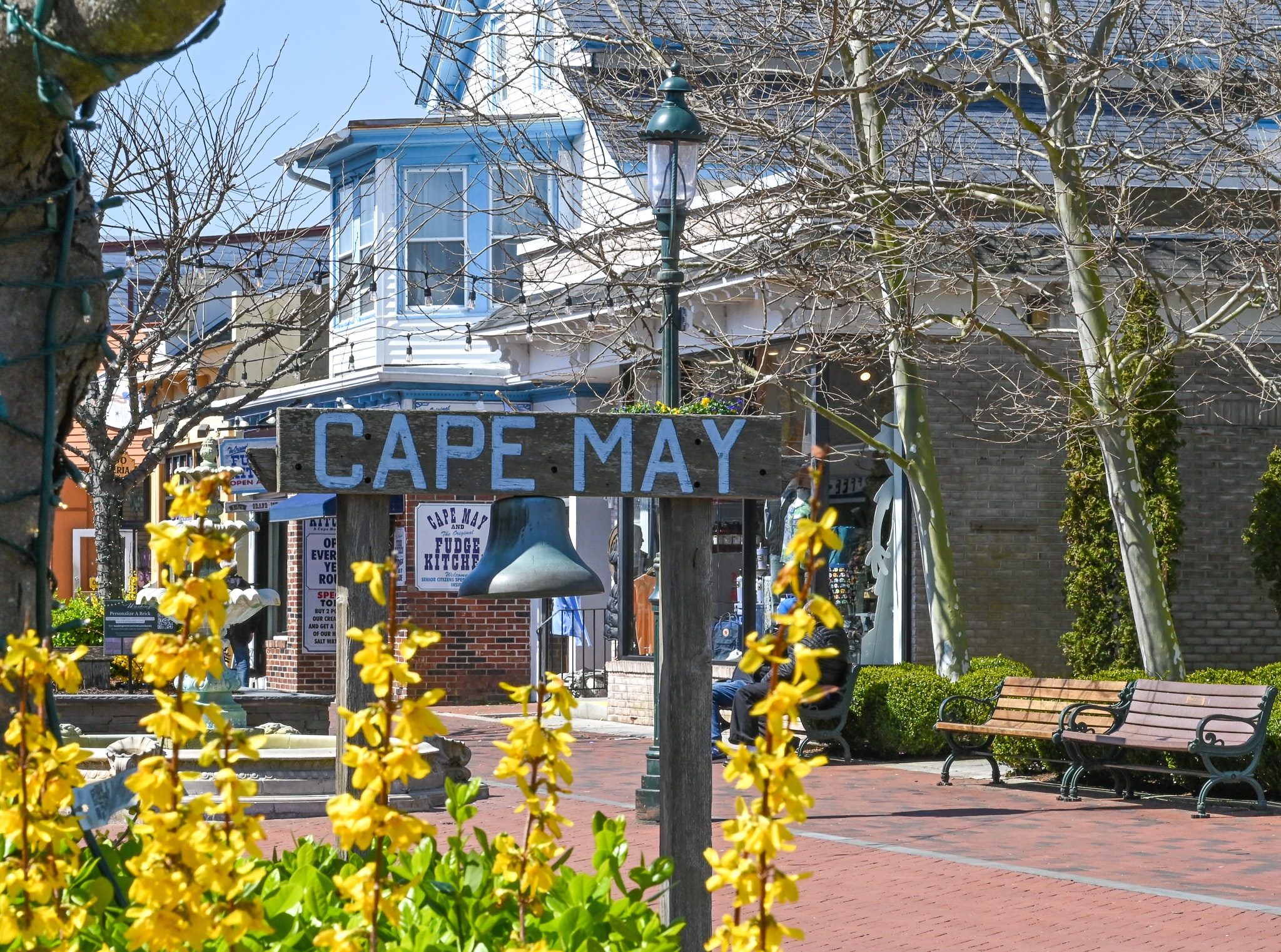 You will see yellow flowers all along the Washington Street Mall.