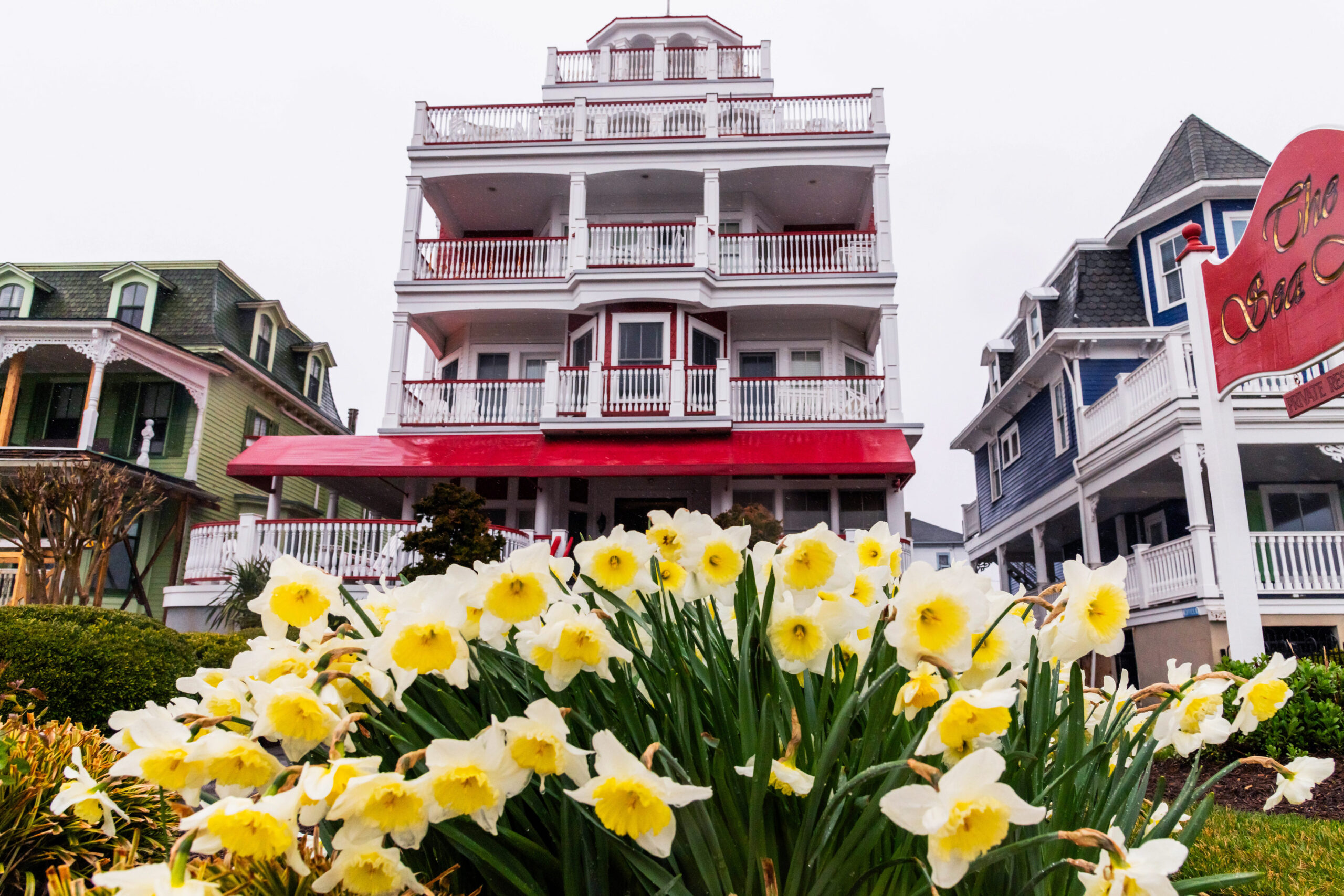 White and yellow daffodils in front of The Sea Mist, a Victorian style red and white bed and breakfast.