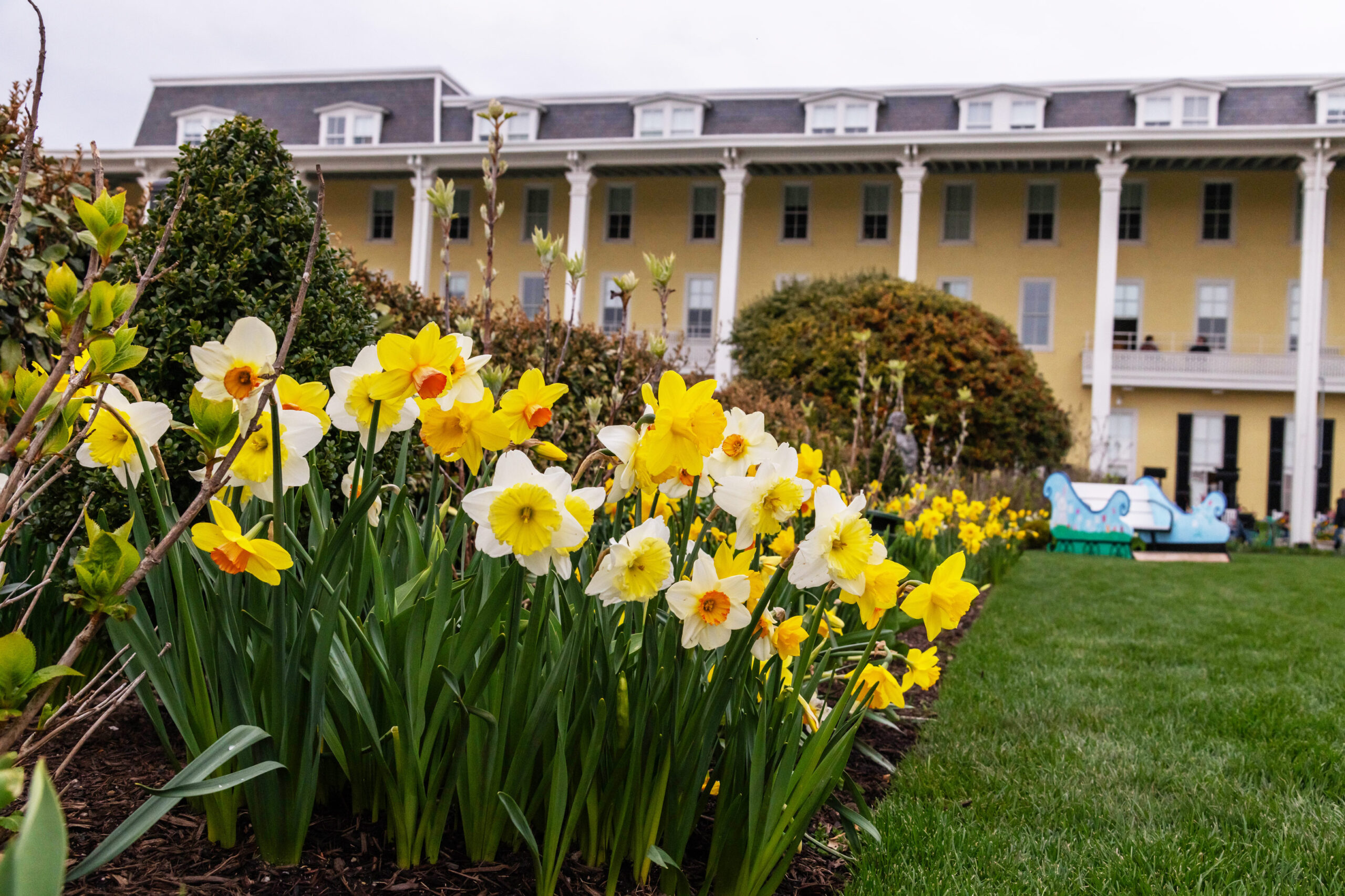 White and yellow daffodils in front of Congress Hall