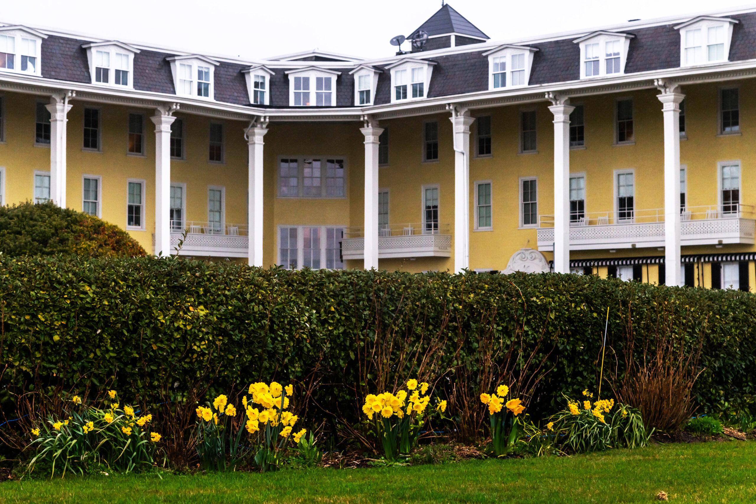 Groups of yellow daffodils in front of Congress Hall with a cloudy gray sky.