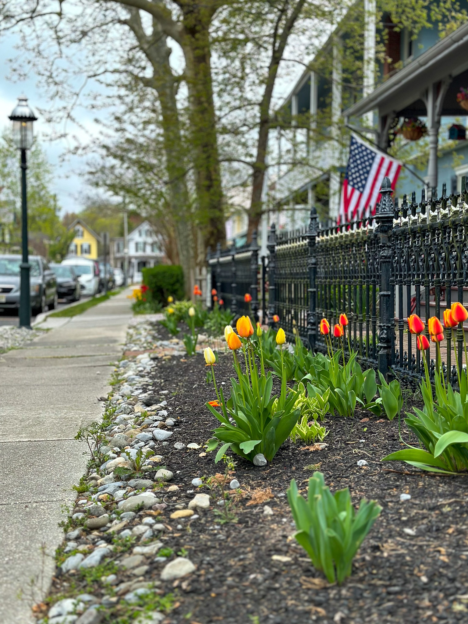 Tulips on Hughes