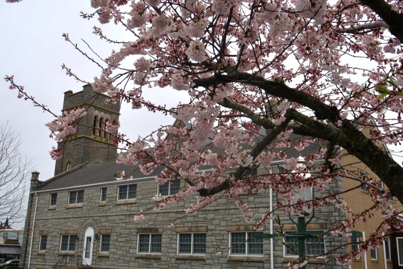Pink blossom tree across from Star of The Sea Church