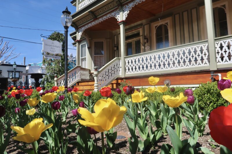 Colorful tulips in the front yard of The Christopher Gallagher House