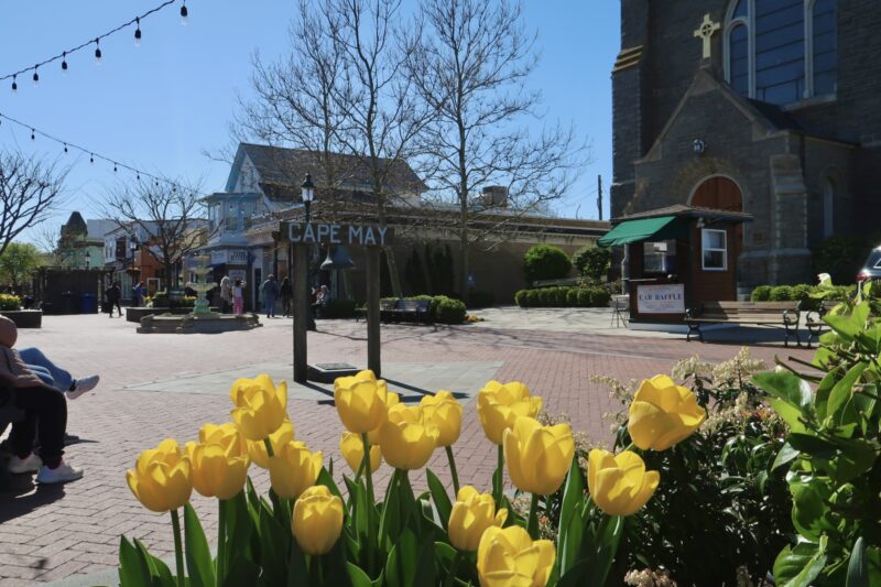 Yellow tulips, Our Lady Star of the Sea, and Cape May bell on the mall