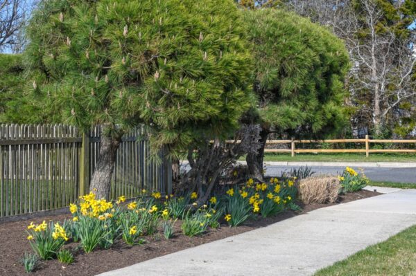 Daffodils on The Corner of New Jersey Ave. & Wilmington Ave.