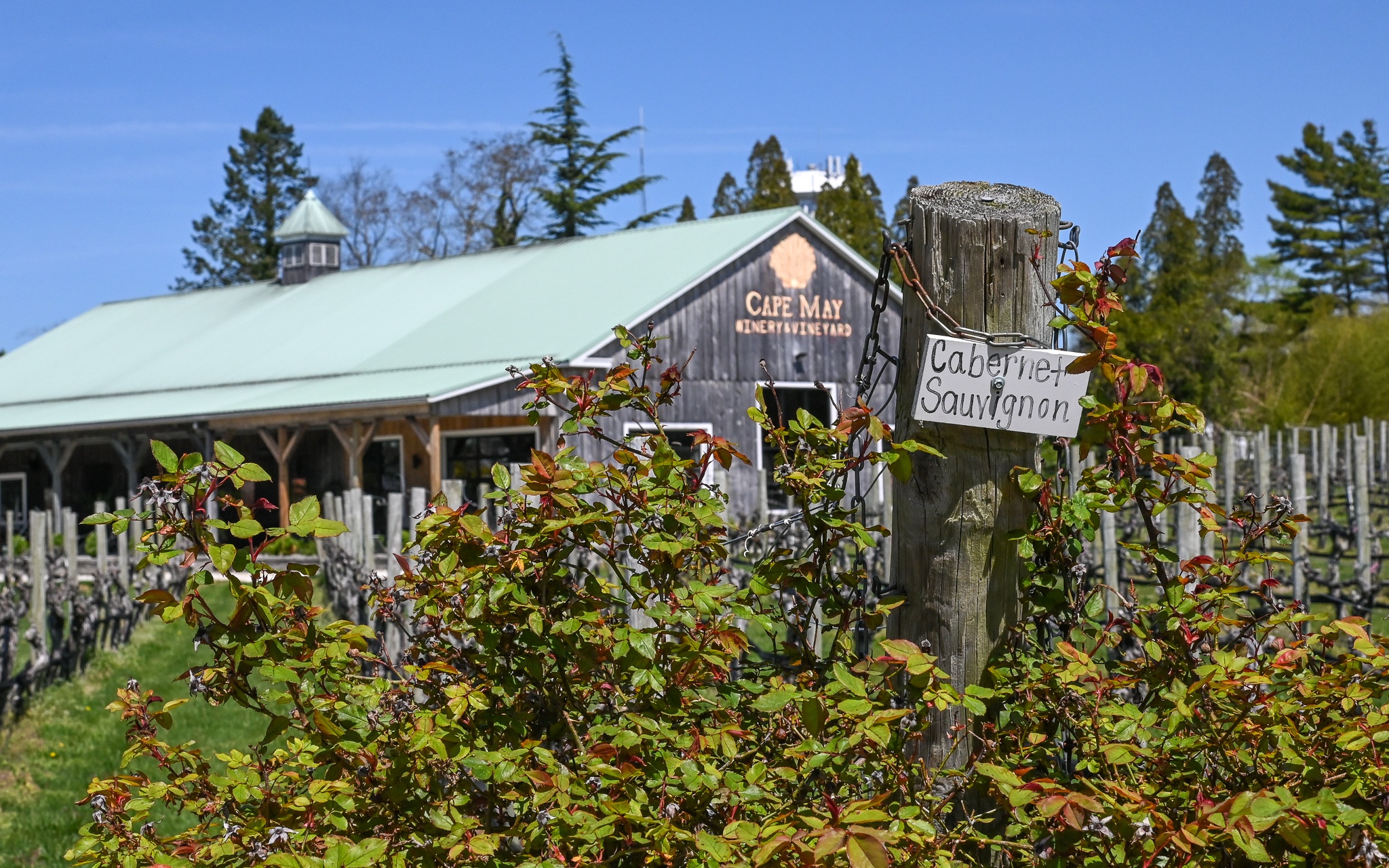 Daydreaming at Cape May Winery