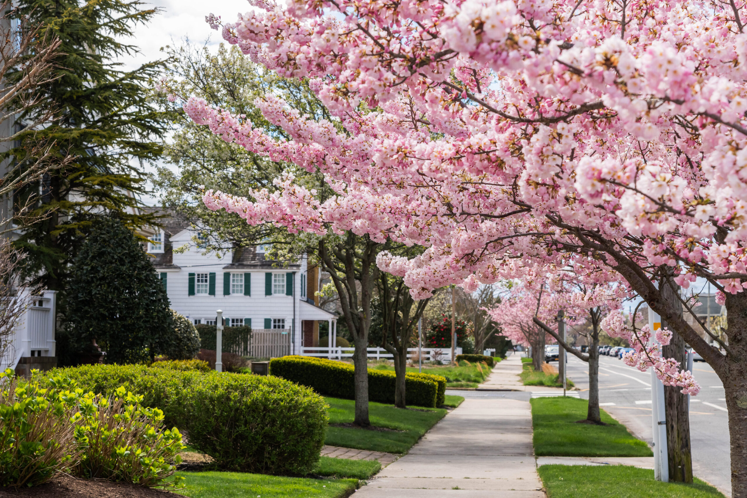 Pink cherry blossom trees along the sidewalk. The front lawns of homes are green and lush and there is a Victorian style house in the distance.