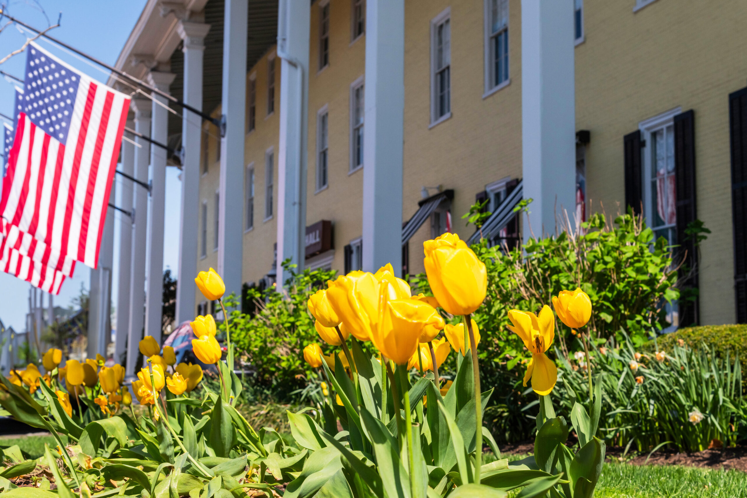 Yellow tulips in front of Congress Hall on a bright sunny afternoon. There are American Flags hanging on Congress Hall in the background.