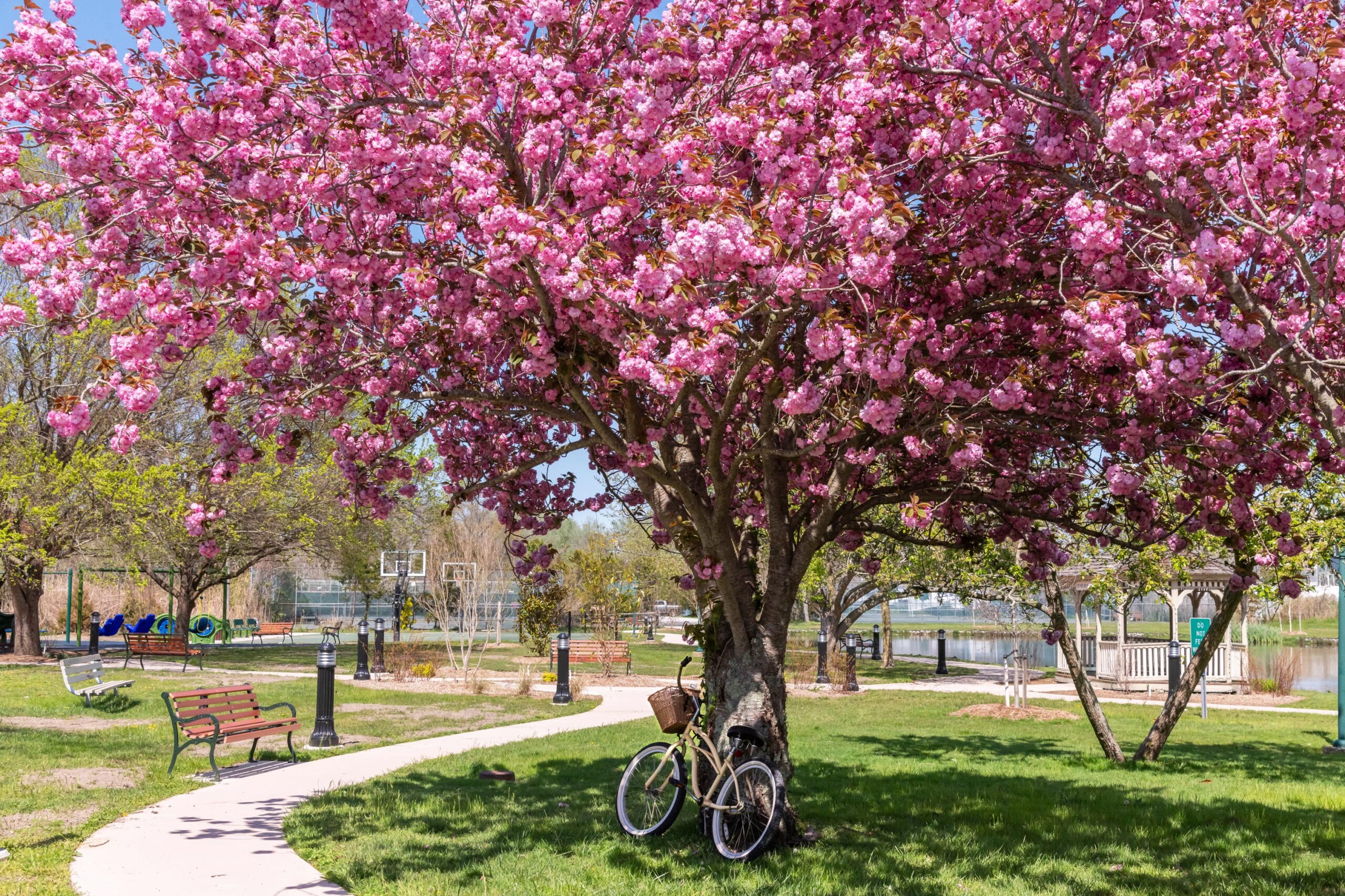 A yellow bike resting on a vibrant pink cherry blossom tree on a sunny day at Kiwanis Community Park.