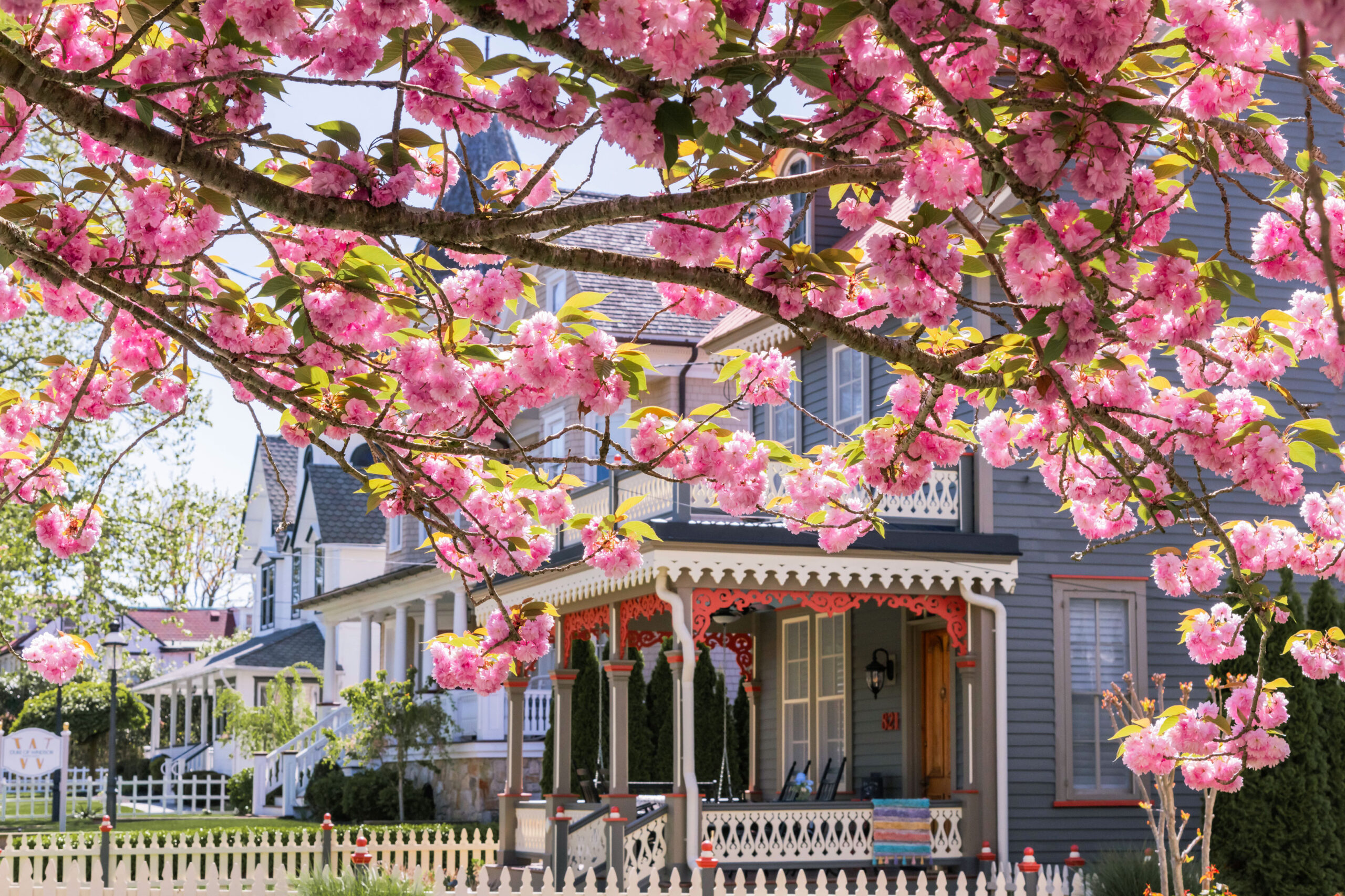 Pink cherry blossoms in front of porches and Victorian style homes on a bright sunny day.