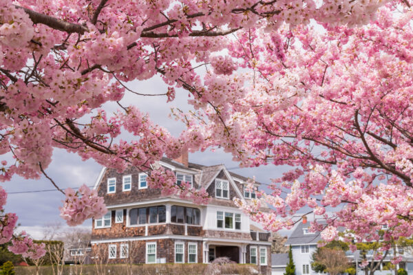 Framed by Blossoms