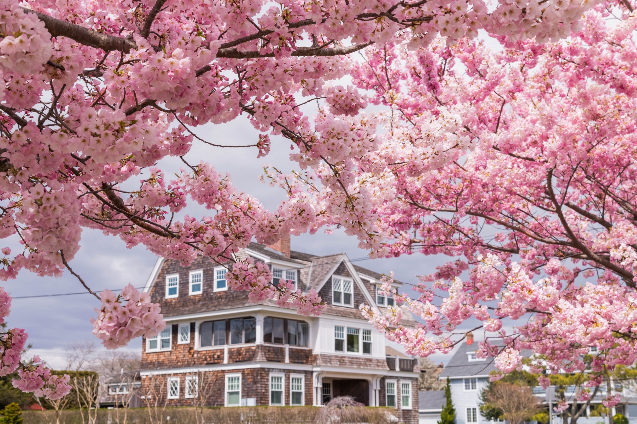 An abundance of pink cherry blossoms frame a charming beach house