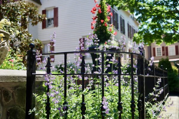 Spring Flowers on Hughes Street