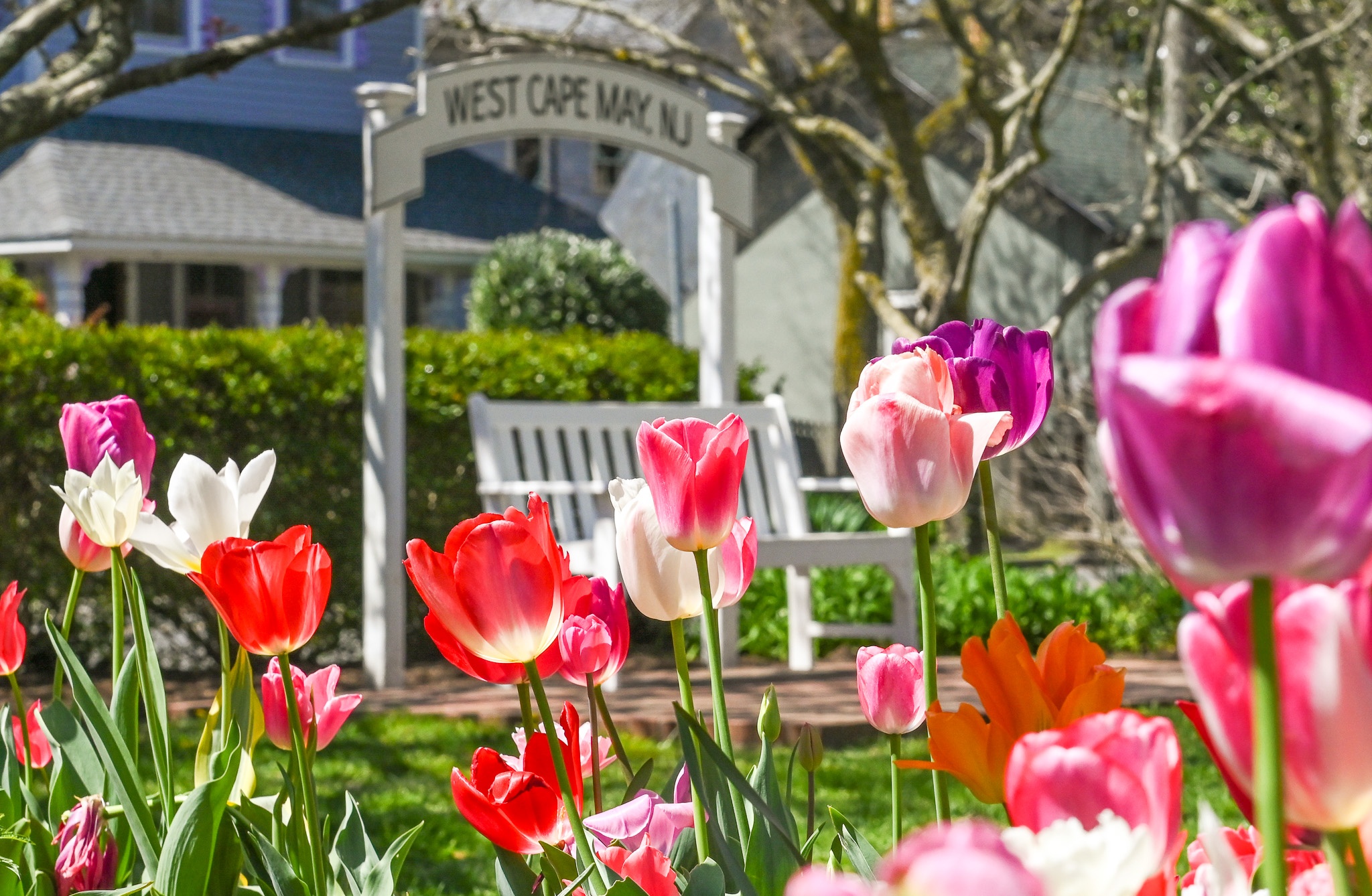 Tulips Are In Full Bloom in Wilbraham Park in West Cape May