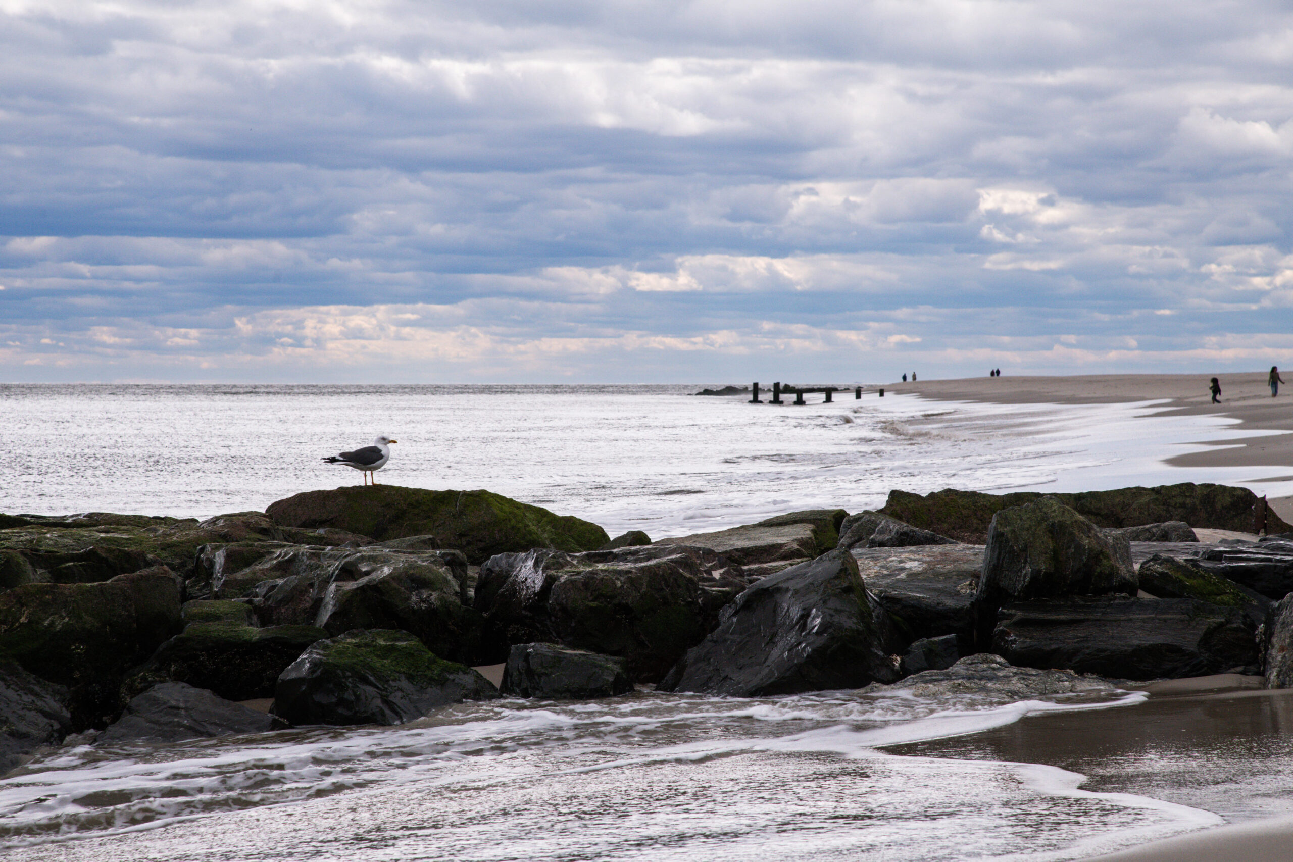 A seagull perched on rocks at the beach. There are clouds in the sky, and the ocean looks silver.