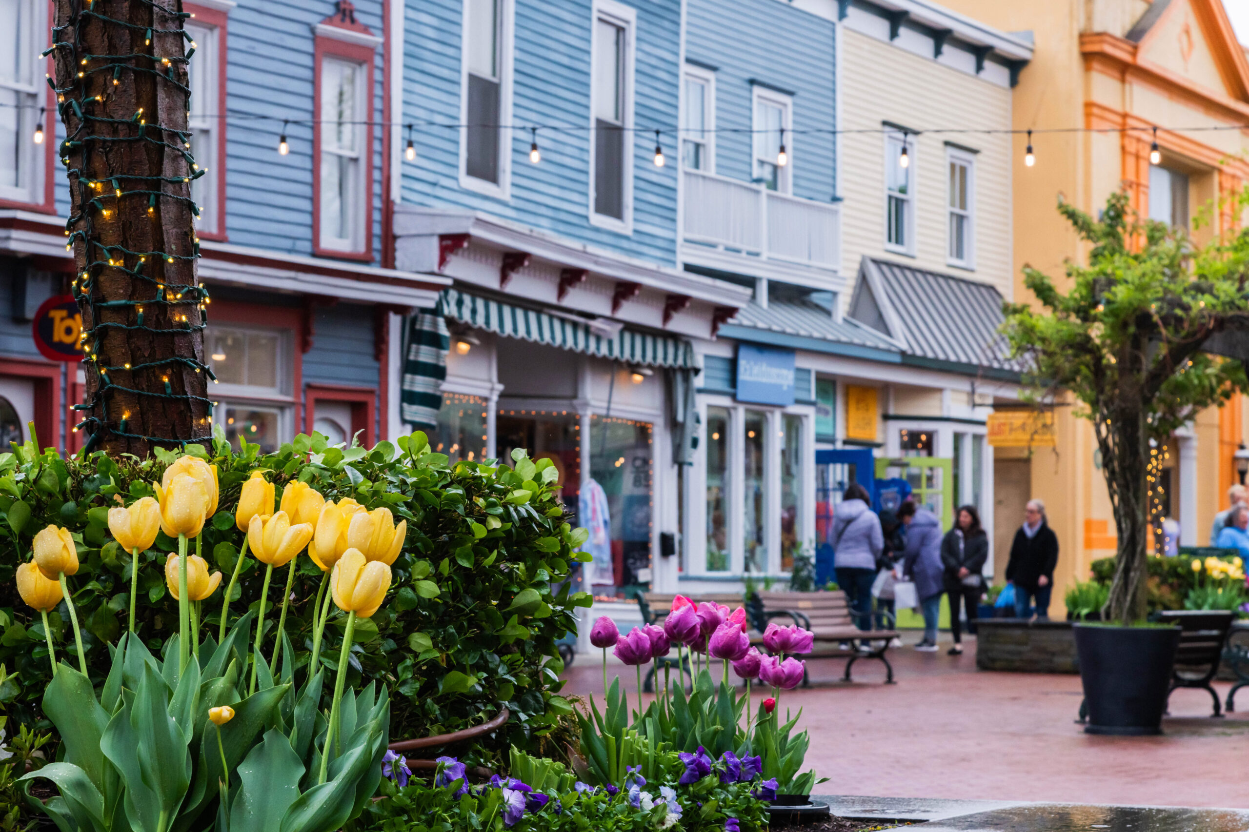 Yellow and purple tulips at the Washington Street Mall on a rainy day