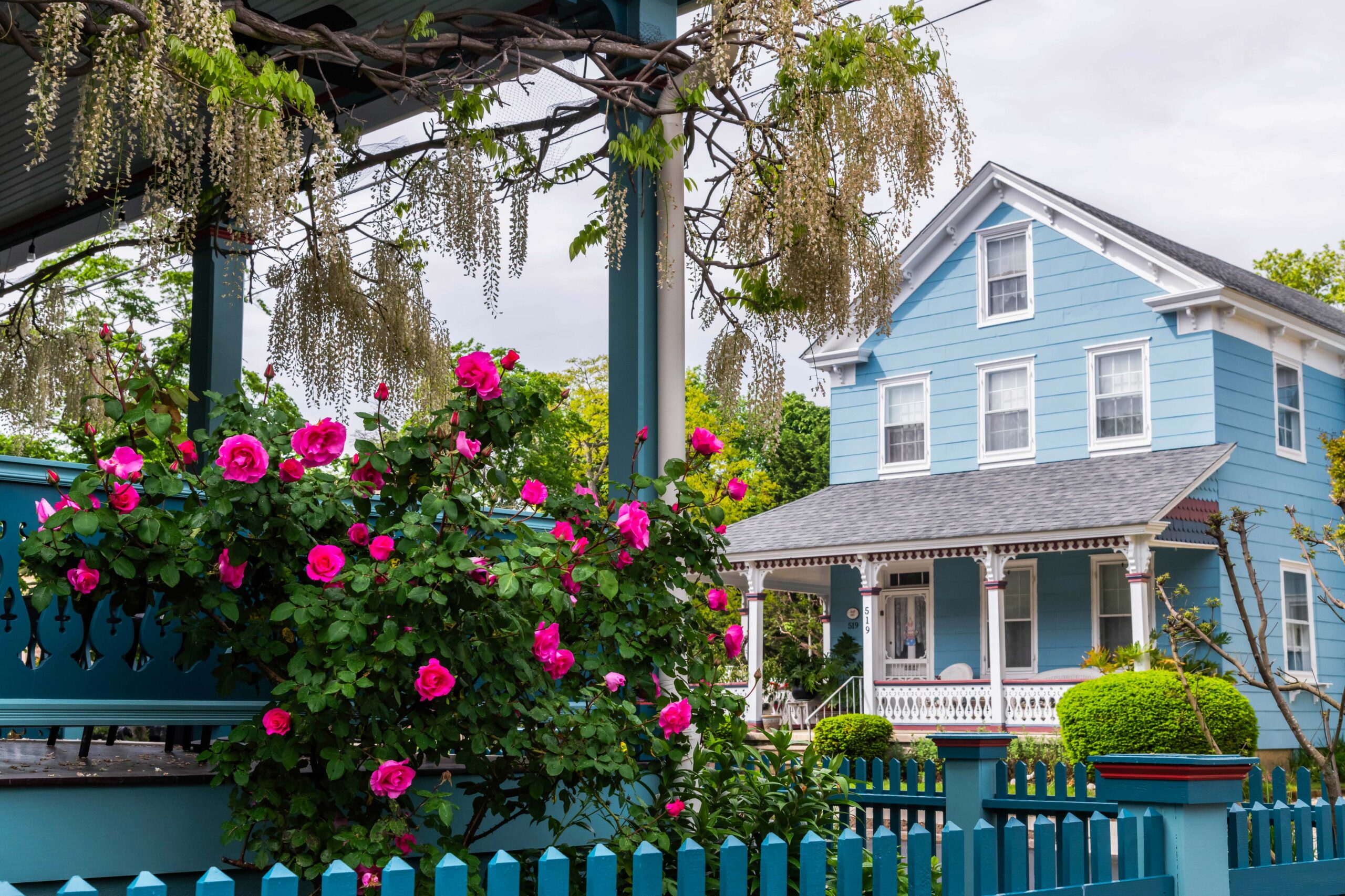A bush of pink roses growing on a porch with a light blue Victorian house in the background