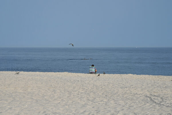 Watching the Dolphins on the beach in Cape May