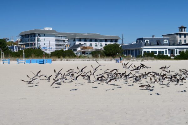 Flock in Formation