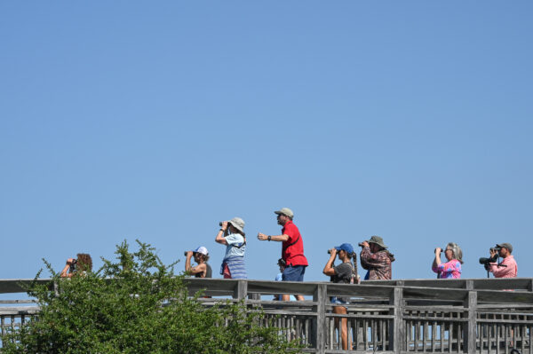 The Cape May Hawkwatch at Cape May Point State Park . What Does He See?