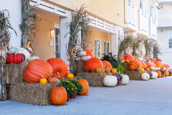 Pumpkins on Display