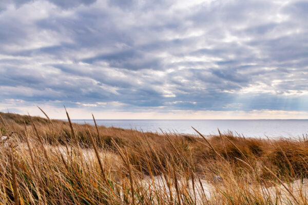 Windswept Dunes