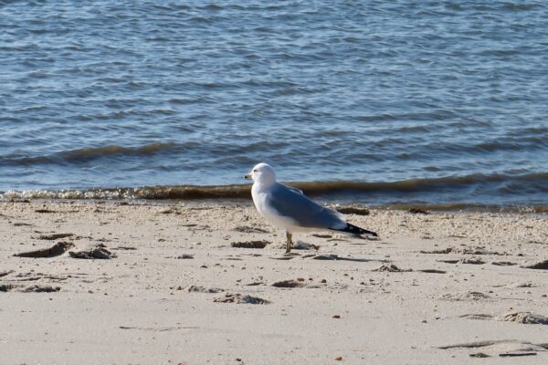 Seagull on the Sand