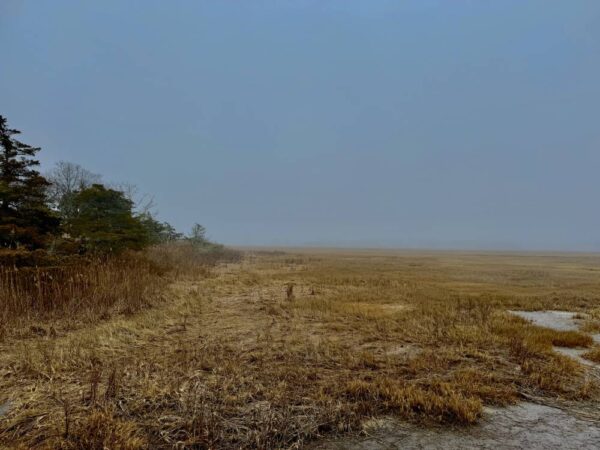 Misty Morning in the Marsh