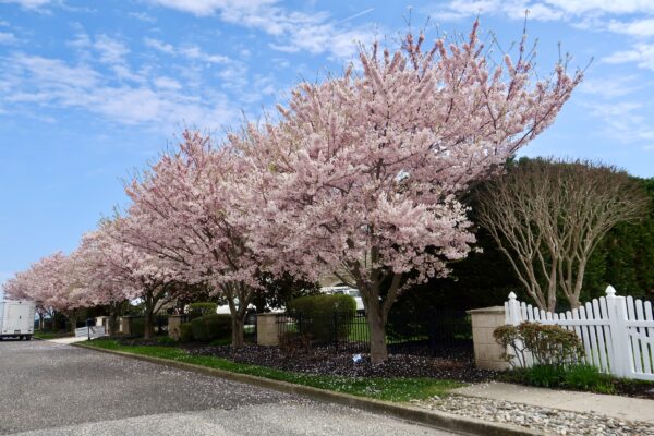 Pink Petals of Spring