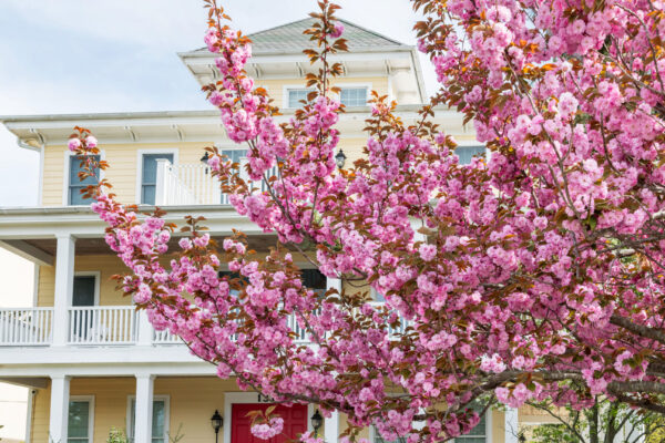 Full Bloom