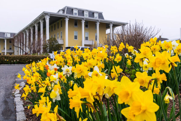 Delightful Daffodils