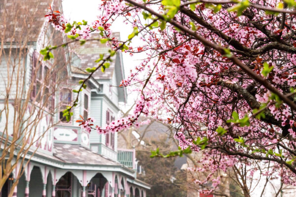 A Glimpse of Pink