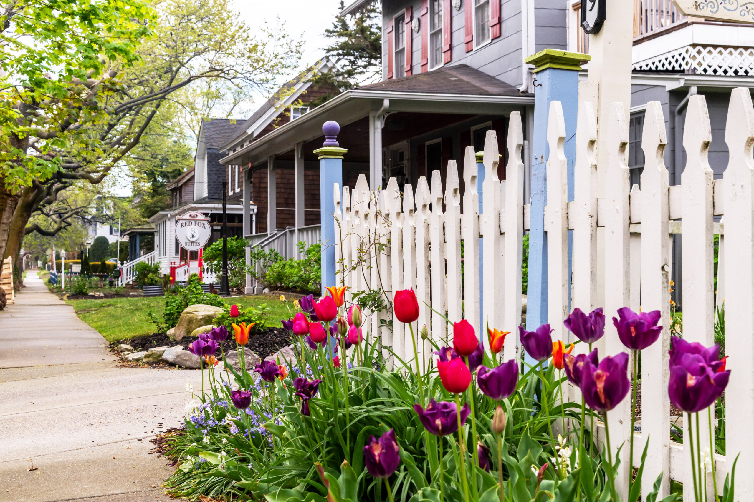 A close up of red, purple, and orange tulips in front of a white and pale blue fece, with a view of Victorian houses and green tress along a sidewalk in the background.