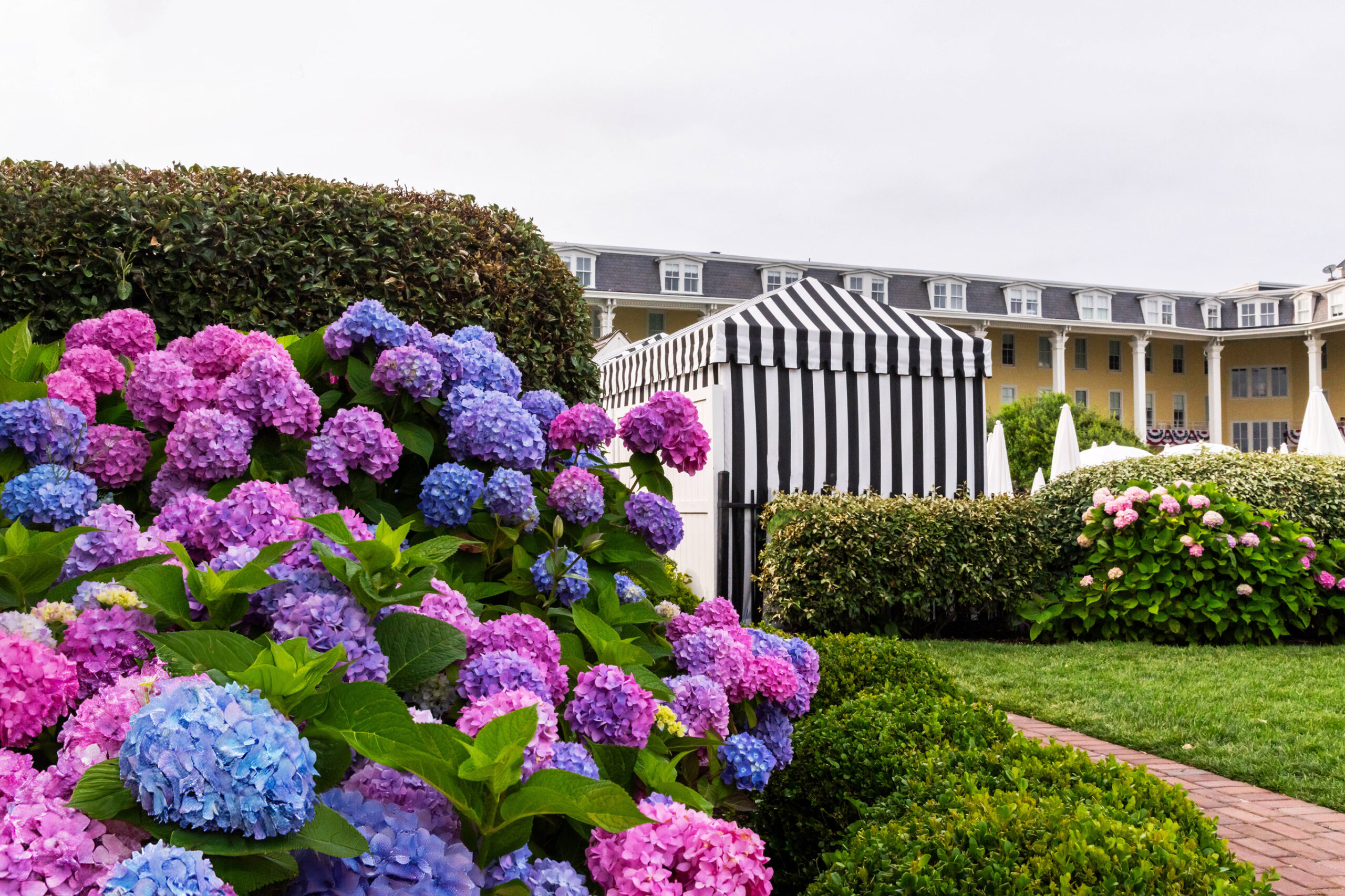A wide view of the landscape and front lawn of Congress Hall. A hydrangea bush with pink, purple, and blue flowers is the focus in the foreground. A black and white cabana is in the background in front of Congress Hall next to some other bushes of hydrangea with pink flowers. The sky is gray and white with clouds.
