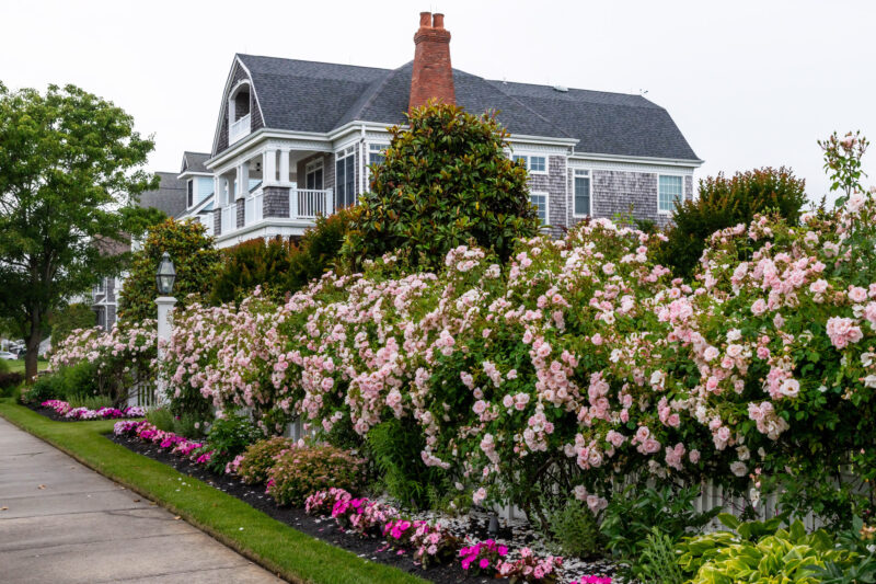 June Roses