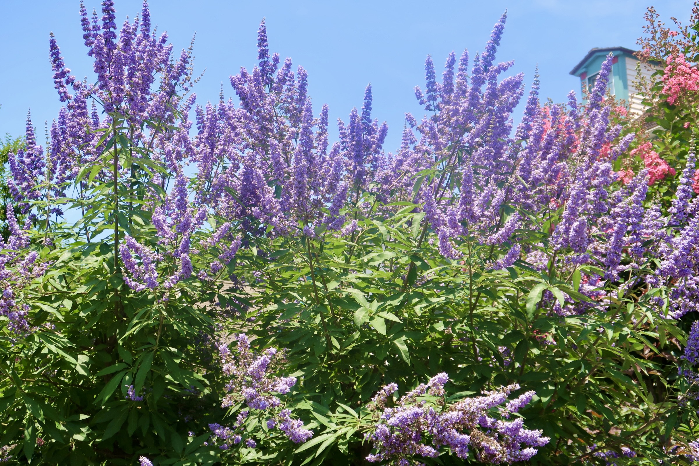 Purple flowers in 