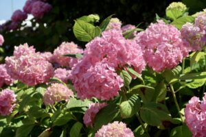 Beautiful Bloom