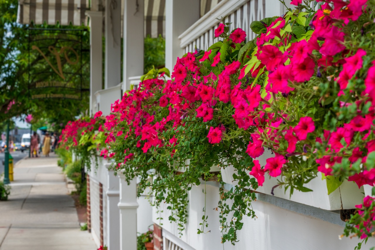 Brightening Up The Sidewalk on Jackson Street.