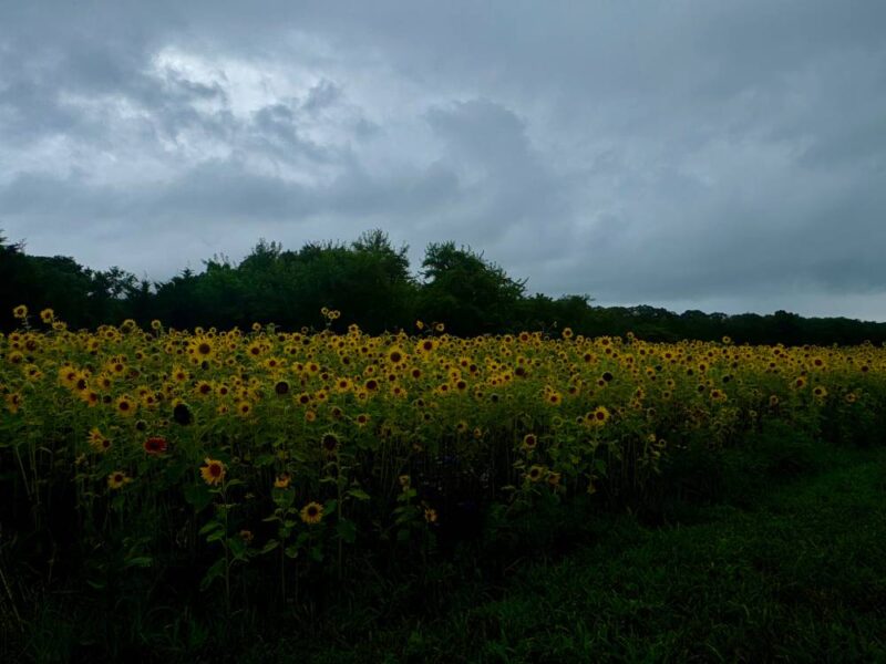 Field of sunflowers in front of a dark and cloudy sky on a Summer day. 