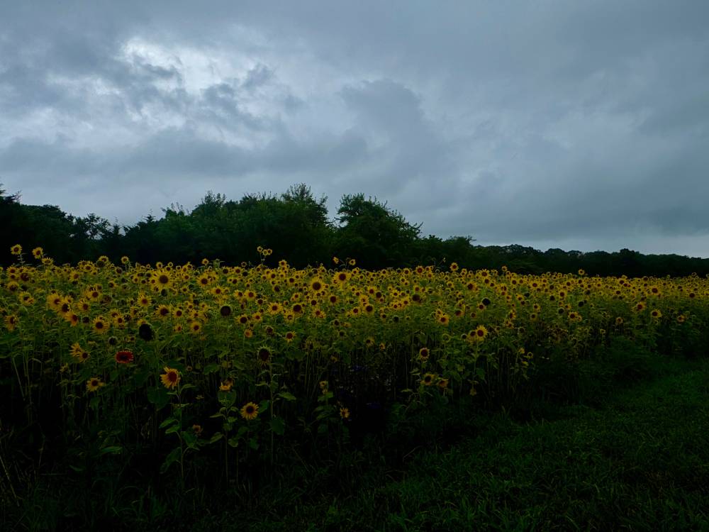 Sunflowers on a Cloudy Day