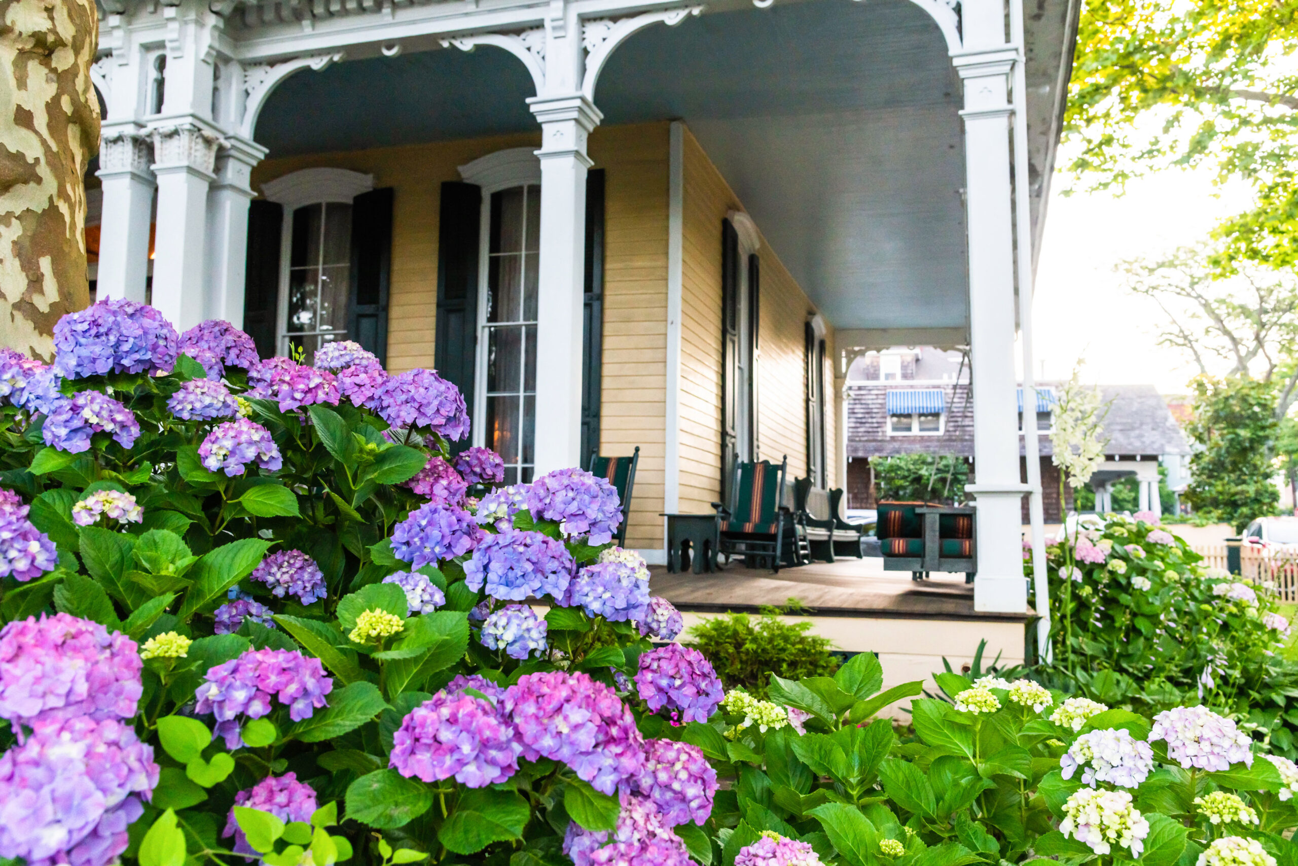 A wide view of hydrangea flowers in front of the open porch at the Mainstay Inn. The flowers are purple and pink. 