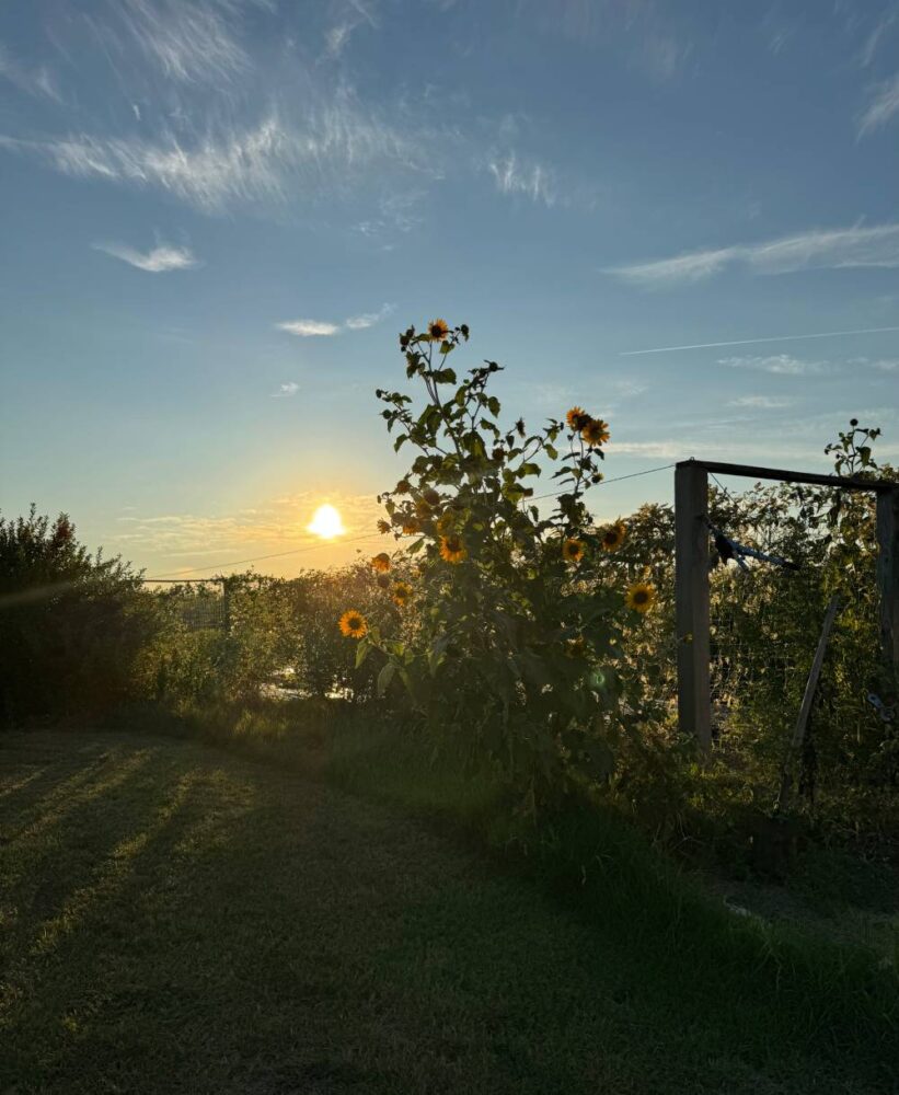 Sunny Sunflowers on the Farm