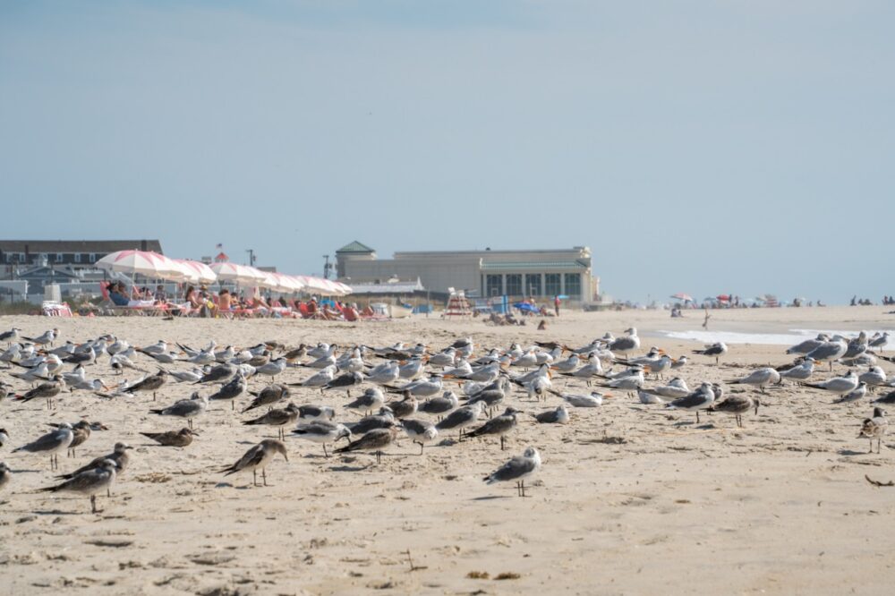 Beach Day for the Birds in Cape May, New Jersey
