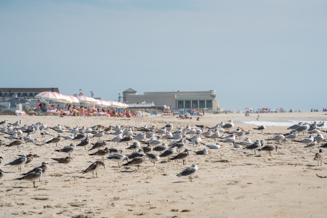 Beach Day for the Birds in Cape May, New Jersey