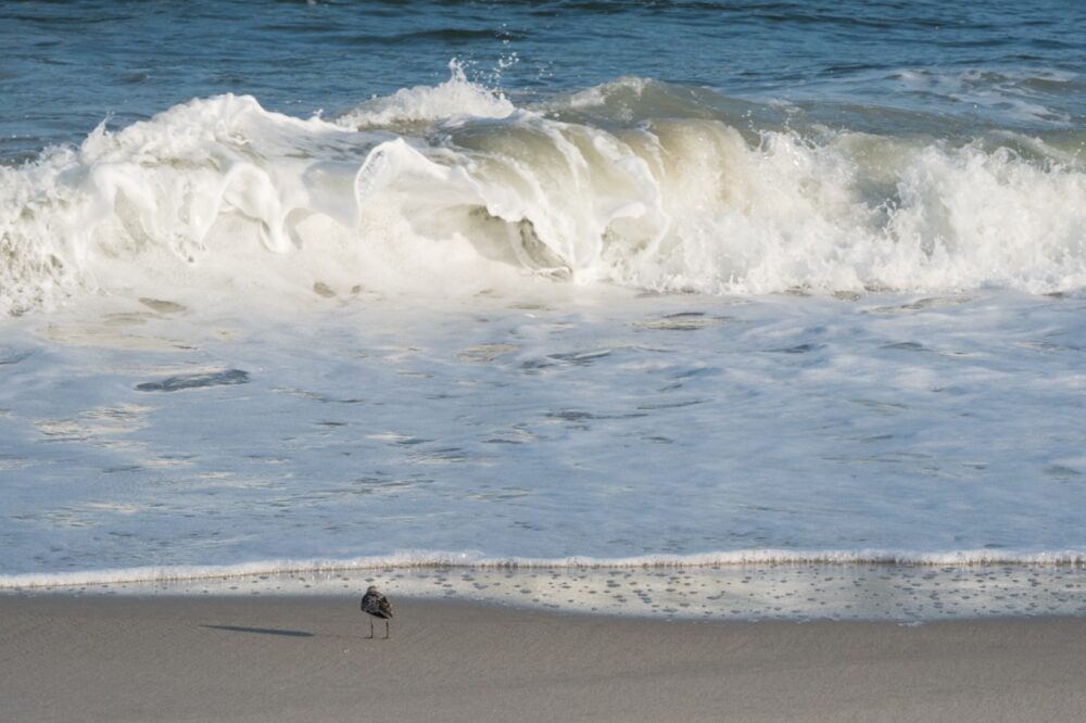 Watching the Waves by Poverty Beach