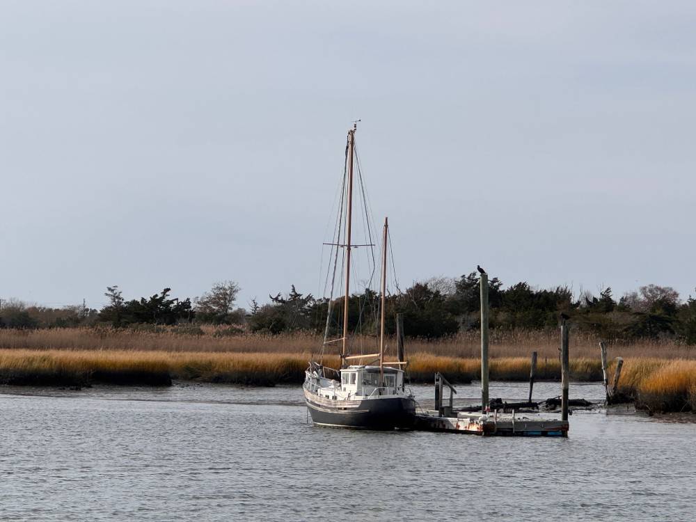 Double-crested Docking