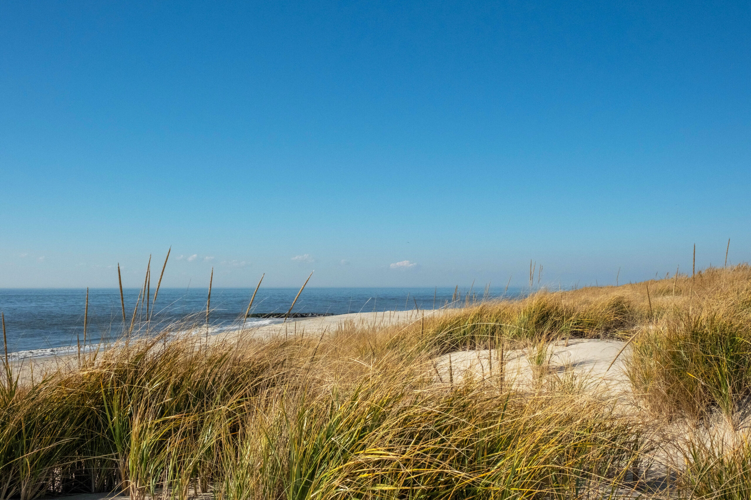 A wide view of beach dunes and the ocean with a clear blue sky. The dunes are green and yellow.