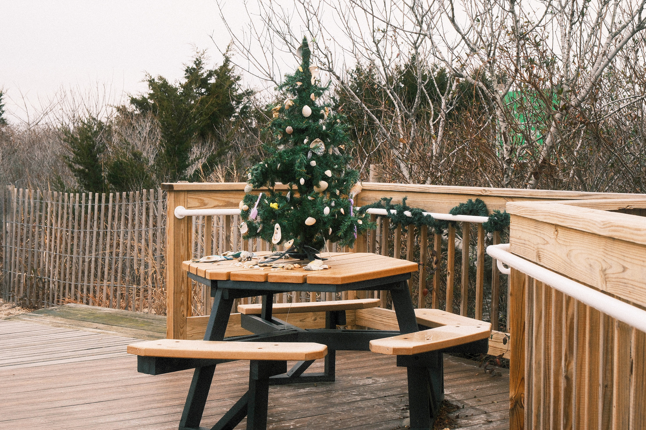 A wide view of a Christmas tree on a picnic table decorated with sea shells. The table is on a wooden path that goes out to the beach.