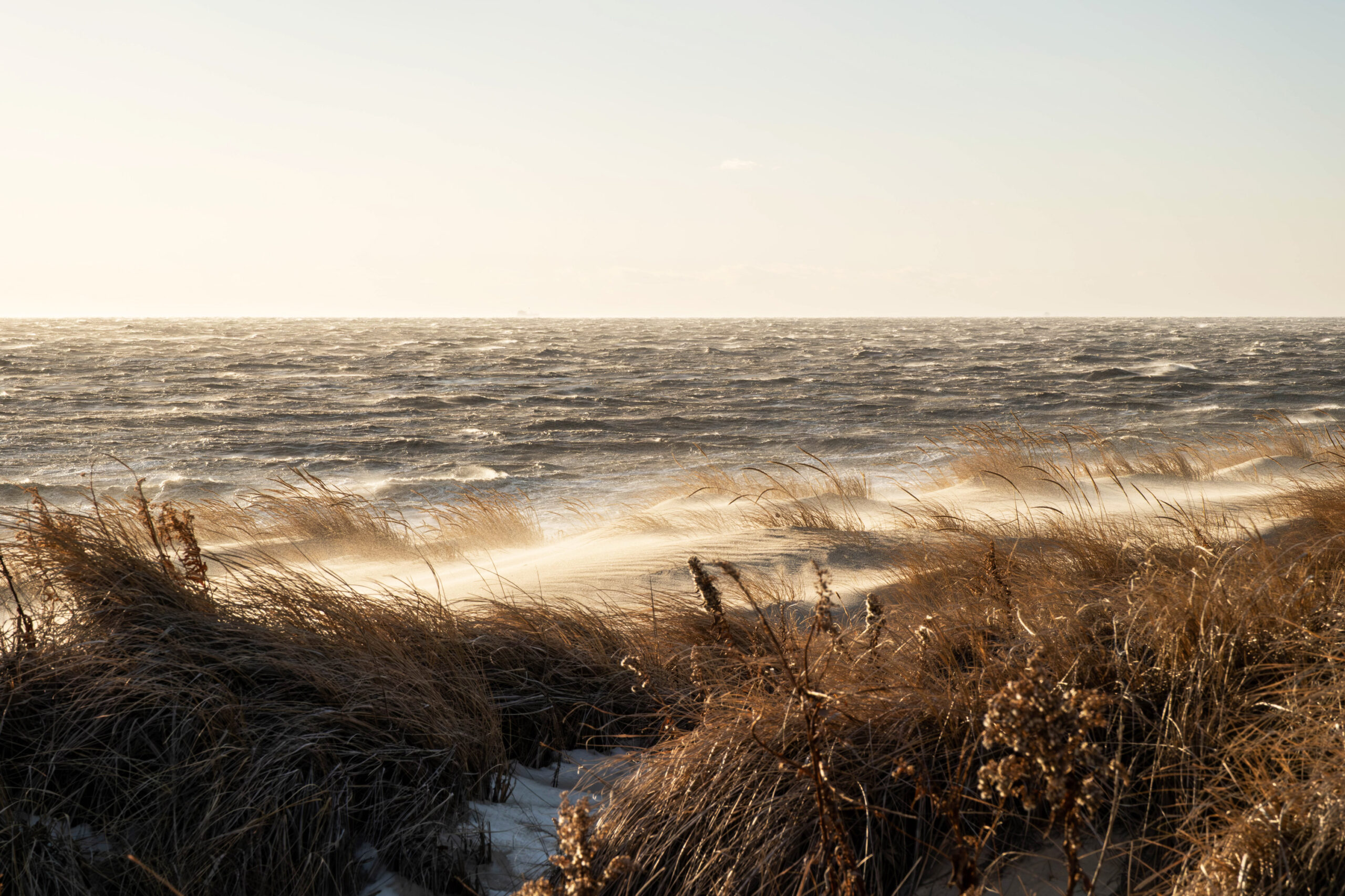 A wide view of a sunny windy beach and beach dunes. The dunes and sand are blowing in the wind, and the ocean is choppy.
